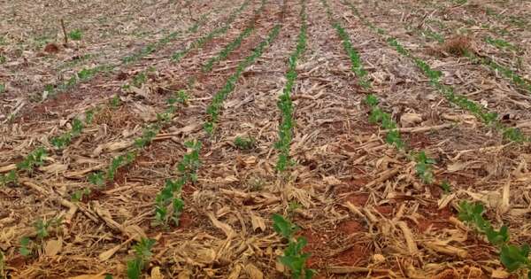 Diario HOY | Bonanza en el campo: Productores celebran lluvias y proyectan gran cosecha