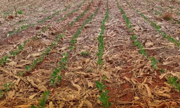 Bonanza en el campo: Productores celebran lluvias y proyectan gran cosecha – Prensa 5