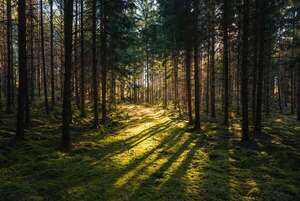 Silent Cabin: la tranquilidad escandinava en los bosques - Viajes - ABC Color