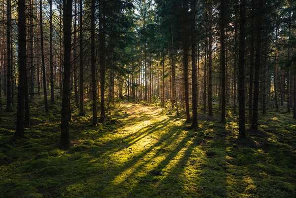 Silent Cabin: la tranquilidad escandinava en los bosques - Viajes - ABC Color