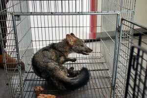 Popular / Rescatan ejemplar de Aguara'i mal herido