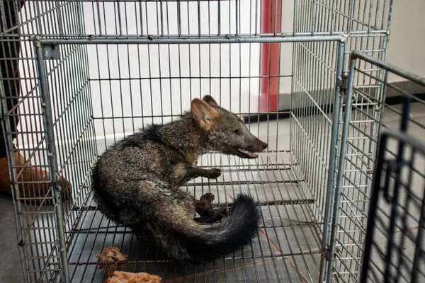 Popular / Rescatan ejemplar de Aguara'i mal herido