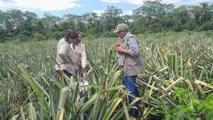 Productores de Concepción se preparan para exportar piña a la Argentina y Uruguay  - Nacionales - ABC Color