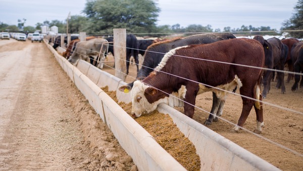 SENACSA organiza seminario magistral sobre innovadora biotecnología de reproducción bovina