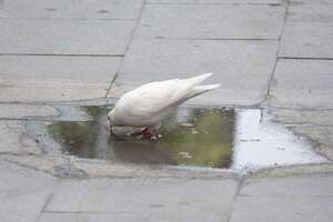 La OMS advierte que las olas de calor causan 540.000 muertes anuales en el mundo - Mundo - ABC Color