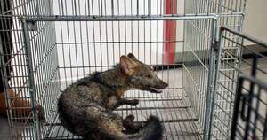 La Nación / Rescataron y asistieron a ejemplar de aguara’i herido en Itauguá