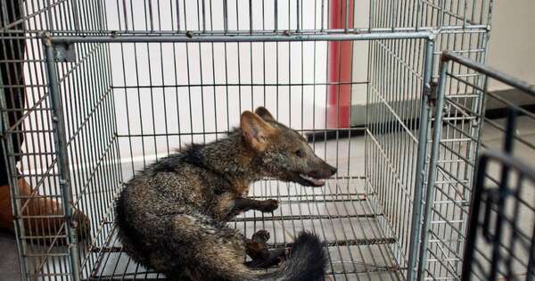 La Nación / Rescataron y asistieron a ejemplar de aguara’i herido en Itauguá