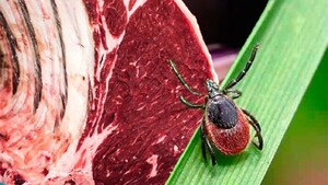 Documentan primera muerte por alergia a carne roja ligada a picadura de garrapata en EEUU