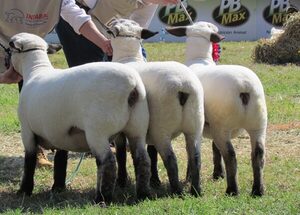 Jura, remate y altas expectativas comerciales en la Feria Full HD, este lunes con Ferusa