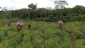 Canindeyú: destruyen 31 hectáreas de marihuana y 5.000 kilos de droga picada - Policiales - ABC Color