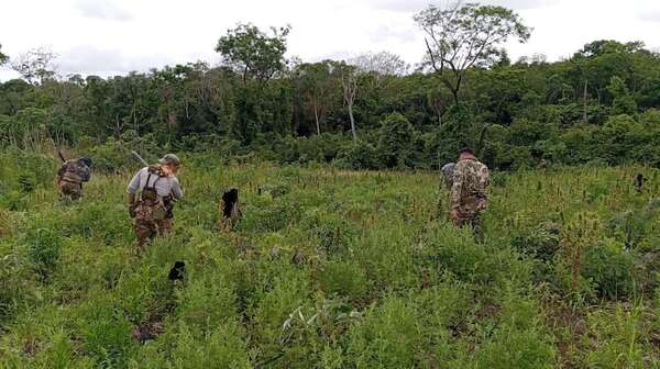 Canindeyú: destruyen 31 hectáreas de marihuana y 5.000 kilos de droga picada - Policiales - ABC Color