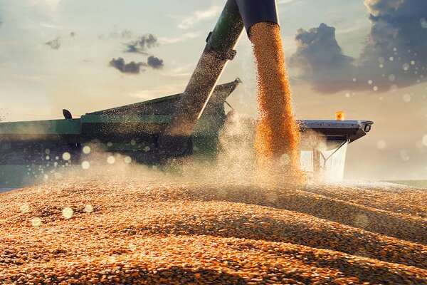 Producción de maíz crece 237%  - ABC Rural - ABC Color