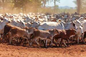 Inseminación artificial más repaso con toro   - ABC Rural - ABC Color