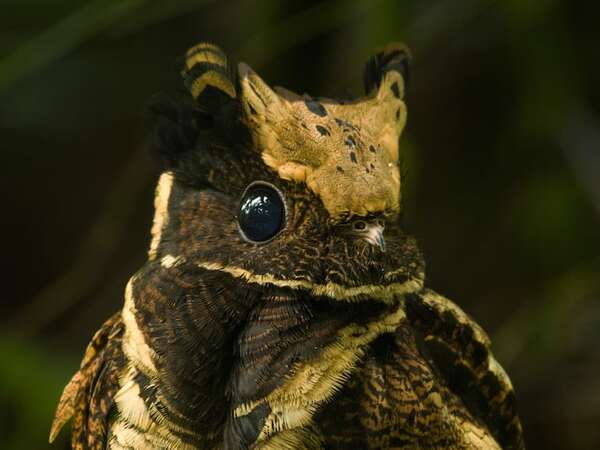 El enigma del bosque crepuscular: curiosidades del chotacabras orejudo - Ciencia - ABC Color