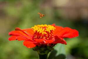 El maravilloso mundo de las meliponas  - ABC Revista - ABC Color