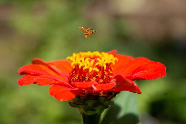 El maravilloso mundo de las meliponas  - ABC Revista - ABC Color