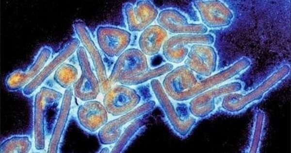 La Nación / La OMS confirma el brote de un virus letal en Etiopía
