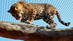 Sendero del Jaguarete: El Bosque Atlántico que cautiva a miles de visitantes