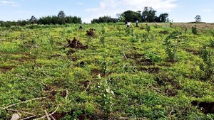 Comunidades enteras desaparecieron en la última década