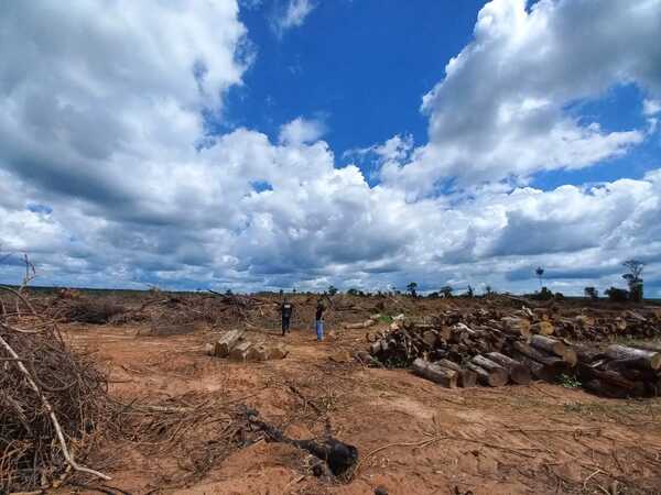 Imputan a dos hermanos por tala de árboles y quema de 40 hectáreas - ADN Digital