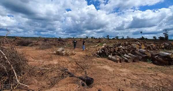La Nación / Hermanos fueron imputados por talar y quemar 40 hectáreas de bosque en Alto Paraná
