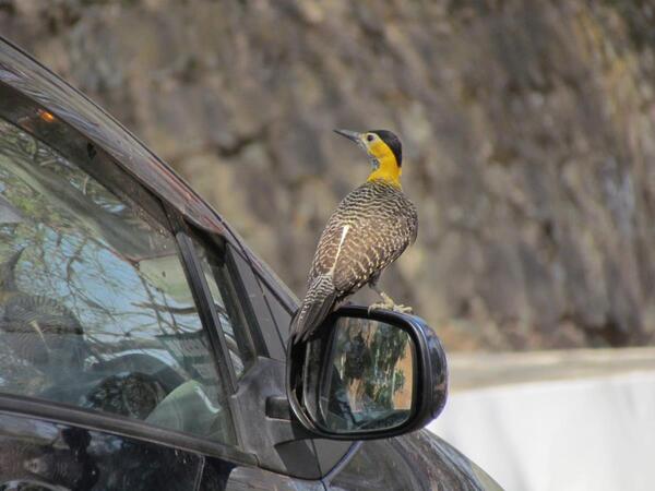 La naturaleza y la biodiversidad en nuestras ciudades