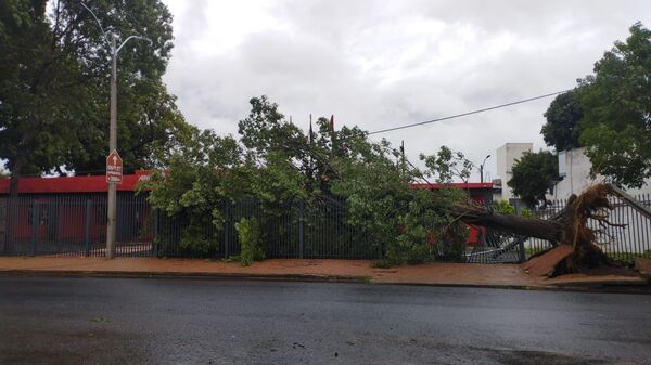 Popular / Viento tarova tumbó árboles y generaron sarambí en varias ciudades