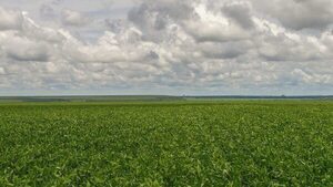 Diversificación y expansión posicionan al Chaco como una región prometedora del agro
