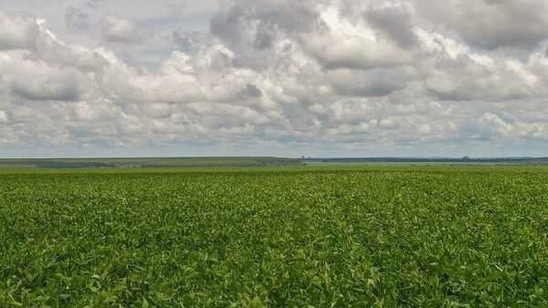 Diversificación y expansión posicionan al Chaco como una región prometedora del agro