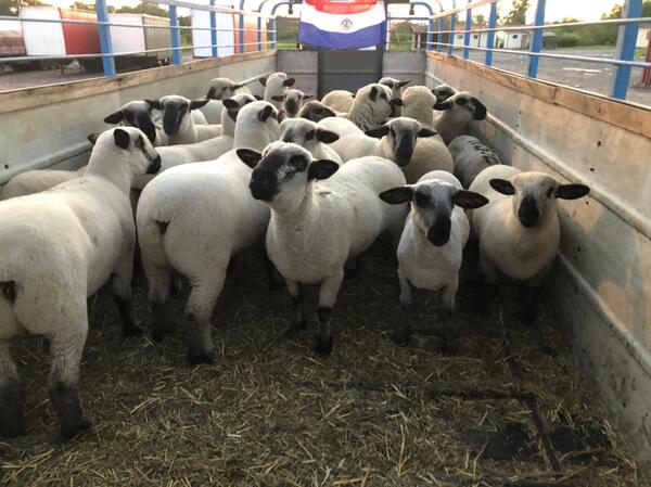 Cabañas paraguayas avanzan en una nueva importación de ovinos desde Argentina para reforzar genética Hampshire