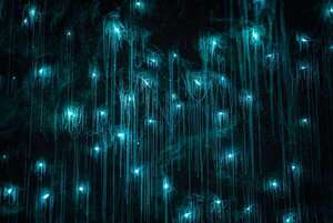 Glowworm Caves: un viaje a la luz subterránea de Nueva Zelanda - Viajes - ABC Color