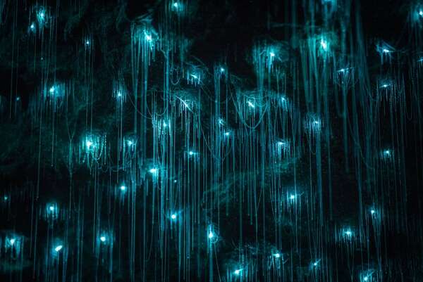 Glowworm Caves: un viaje a la luz subterránea de Nueva Zelanda - Viajes - ABC Color