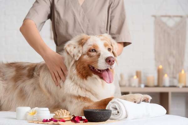 Masaje canino: el nuevo aliado para un perro feliz y saludable - Mascotas - ABC Color