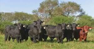 Brangus, faena, genética y demanda dominadas