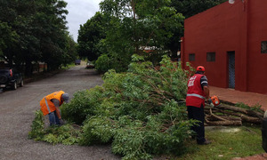 Dirección de medio ambiente de Coronel Oviedo realiza trabajos de despeje de árboles caídos - OviedoPress