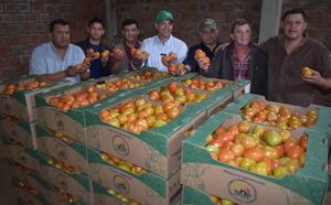 Exportación de tomate a la Argentina se aproxima a los 100.000 kilos y apuntan a replicar exitosa campaña anterior