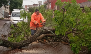 Tormenta dejó numerosos árboles caídos en Villarrica
