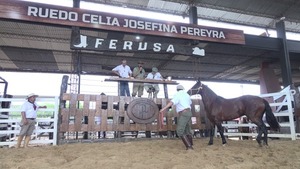 Remate de Criollos de Ganadera Sofía y Chajha logró “muy buenos precios” y gran dinamismo en Ferusa