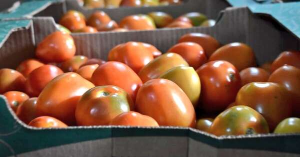 La Nación / Mercado argentino recibirá el miércoles 11 cargas de tomate nacional