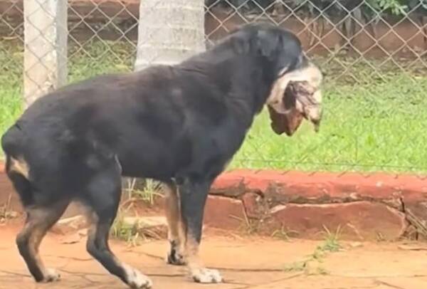 Firulais llevó ¡el asado de la “perrada”!