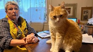 Gato condenado por molestar a su vecino debe ir a otra cita judicial por “reincidente”