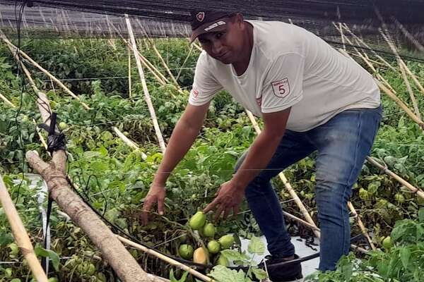 Tomateros sospechan que el MAG encubre el contrabando con supuestas cargas de exportación - Nacionales - ABC Color