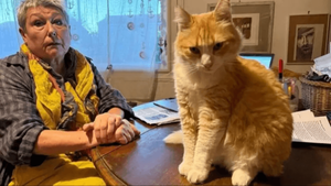 Tribunal francés impone multa y “arresto domiciliario” a un gato por conducta antisocial - Noticiero Paraguay