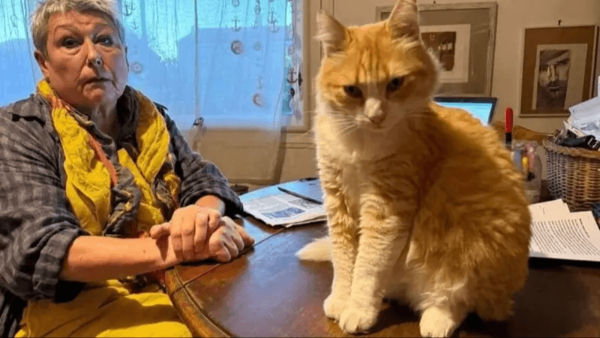 Tribunal francés impone multa y “arresto domiciliario” a un gato por conducta antisocial - Noticiero Paraguay