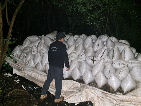 Incautan e incineran 10 toneladas de marihuana en operativo “Escudo Guaraní”