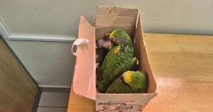 La Nación / Descubren transporte ilegal de tres papagayos en el Puente de la Amistad