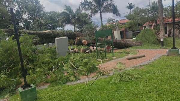 Cordillera registró caída de árboles y cortes de energía prolongada debido a la tormenta del domingo - Nacionales - ABC Color