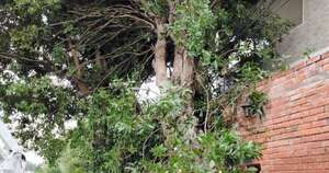 La Nación / Alto Paraná: Ande repuso servicios a 60 mil usuarios afectados por la tormenta