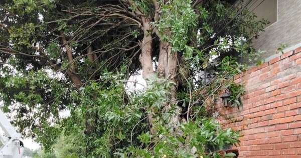 La Nación / Alto Paraná: Ande repuso servicios a 60 mil usuarios afectados por la tormenta