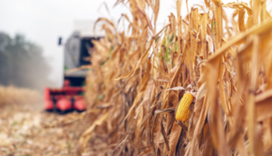 Para el 2028, el consumo interno de maíz podría igualar la producción nacional